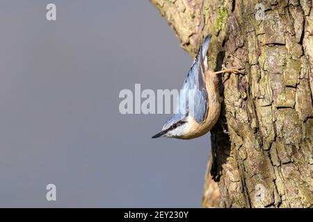 The Eurasian nuthatch or wood nuthatch (Sitta europaea) is a small passerine bird found throughout the Palearctic and in Europe Stock Photo