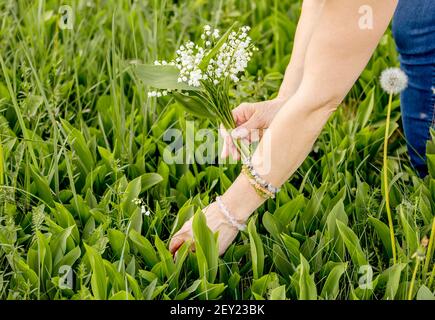 Woman picking white wild flowers Lily of the valley (Convallaria majalis) also called: May bells, Our Lady's tears and Mary's tears outdoors in meadow Stock Photo