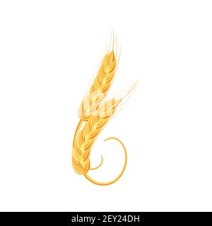 Ears of wheat or rice. Agricultural wheat spikelets symbols isolated on white background. Organic farm, crop seed bread packaging or beer label. Wheat Stock Vector