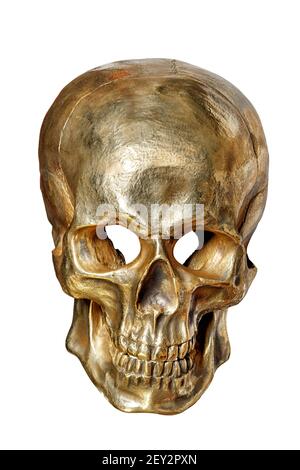 The skeleton of a human skull is painted with gold paint, front view, on a white background close-up.
