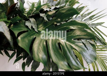 various of exotic green leaves of monsters and palm trees for nature concept,set of tropical leaf isolated on white background. Stock Photo