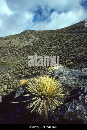 PARAMO, MERIDA STATE, VENEZUELA - Frailejon plants, Espeletia, growing in the Cordillera de Merida Paramo, an ecosystem in the Andes. Stock Photo