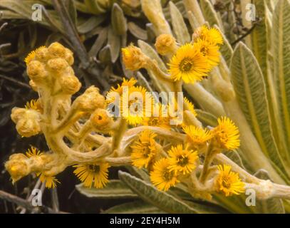 PARAMO, MERIDA STATE, VENEZUELA - Frailejon flowers, Espeletia, growing in the Cordillera de Merida Paramo, an ecosystem in the Andes. Stock Photo