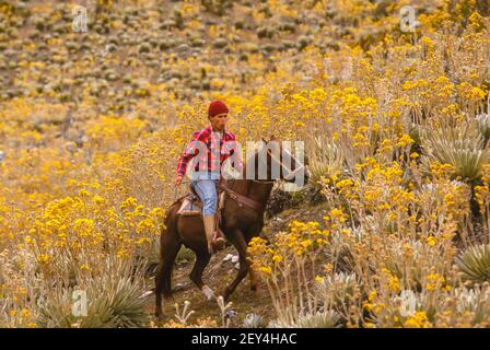 PARAMO, MERIDA STATE, VENEZUELA - Man on horseback rides by frailejon plants, Espeletia, growing in the Cordillera de Merida Paramo, an ecosystem in the Andes. Stock Photo