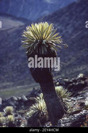 PARAMO, MERIDA STATE, VENEZUELA - Frailejon plants, Espeletia, growing in the Cordillera de Merida Paramo, an ecosystem in the Andes. Stock Photo