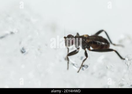 Lesser dung fly (Crumomyia pedestris) walking on snow Stock Photo