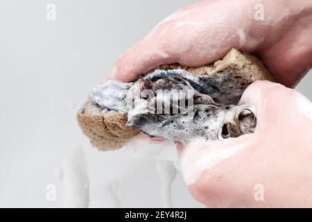 Close-up of a dog's paw being washed by female hands with a yellow sponge with foam. Animal care, grooming. Stock Photo