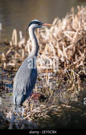 Heron on the lookout has spotted something Stock Photo