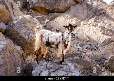 Black and white hairy female goat (doe, nanny) standing on the rocks in Jebel Jais mountain range, Hajar Mountains, United Arab Emirates Stock Photo