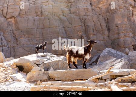 Two black and white hairy female goats (does, nannies) standing on the rocks in Jebel Jais mountain range, United Arab Emirates. Stock Photo