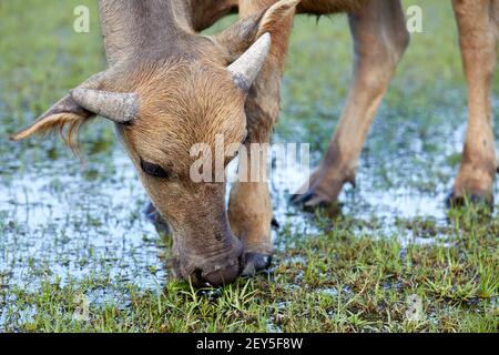 Feral, water buffalo (bubalus bubalis). Female calf.   The buffalo are not native to Hong Kong. These are the descendants of animals that were importe Stock Photo