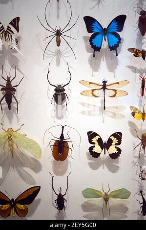 Insects collection at Royal Ontario Museum in Toronto Stock Photo