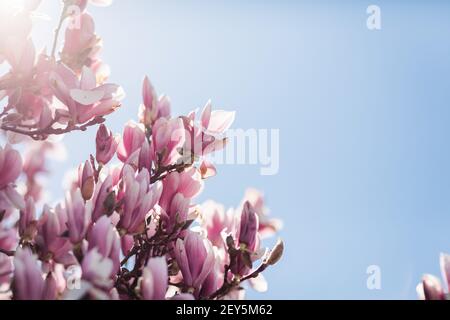 Pink and white magnolia blossoms against bright blue spring sky Stock Photo