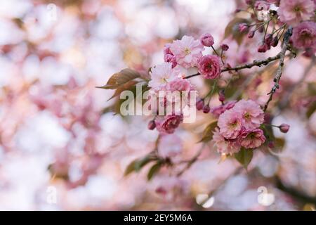 Vibrant pink cherry blossom blooms on a branch in spring Stock Photo
