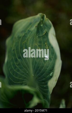 Bright raindrop on green hosta leaf after rainstorm in spring Stock Photo