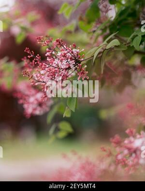 Deep red crabapple blossoms on a tree in springtime Stock Photo