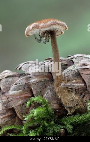 Earpick Fungus, Auriscalpium vulgare, toothed fungi with spider, october, Norfolk Stock Photo