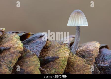 Grooved Bonnet, Mycena polygramma, a single cap growing on a pine cone, Norfolk, November Stock Photo