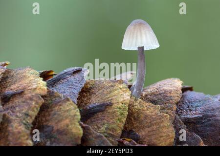 Grooved Bonnet, Mycena polygramma, a single cap growing on a pine cone, Norfolk, November Stock Photo