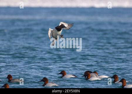 Canvasback duck about to land on water. Stock Photo