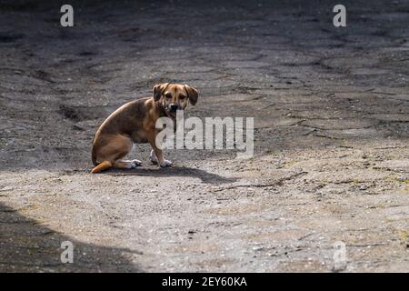 A lonely brown dog with big ears trying to get up from the ground looking at the camera Stock Photo