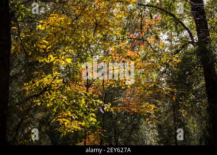 Colorful Autumn leaves of the Florida maple tree or Acer Floridanum in a North Florida forest. Stock Photo