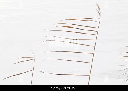 Dry reed on white snow. The reeds sway in the wind. Stock Photo