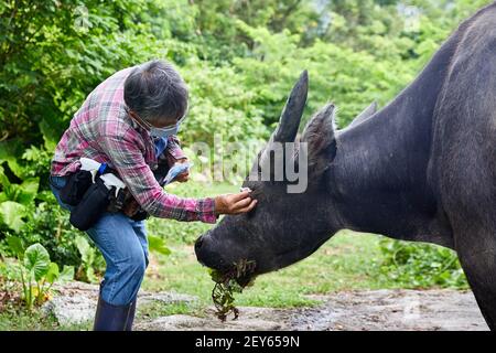 Jean Leung Siu-wah, known locally as the buffalo mother, or buffalo whisperer seen here with the buffalo she calls Ngau Ngau. She has been looking aft Stock Photo