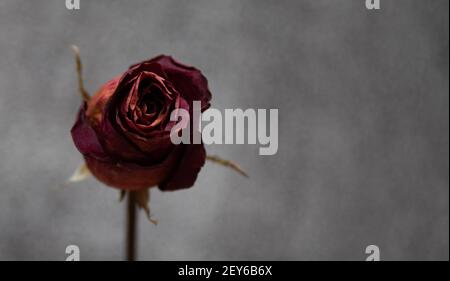 A dark and moody photo of a dried out single red rose on a gray background. Stock Photo