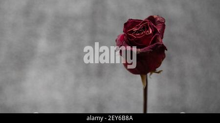 A dark and moody photo of a dried out single red rose on a gray background. Stock Photo