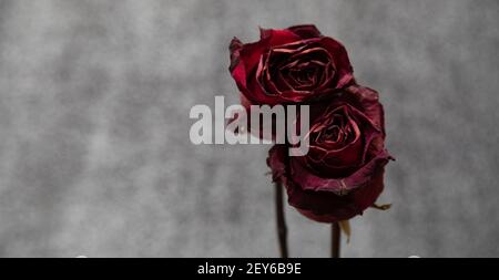 A dark and moody photo of two dried out red roses on a gray background. symbolizing the death of a relationship. Stock Photo