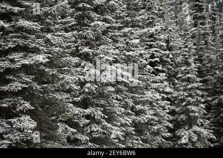 close up of snow covered evergreen trees in forest or woods in winter in British Columbia Canada horizontal winter or Christmas backdrop  background Stock Photo