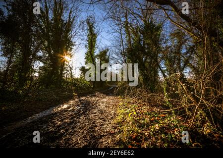 Golden sunlight casts strong shadows from the trees lining the Watercress Way - an old railway route - in Hampshire, England. Stock Photo