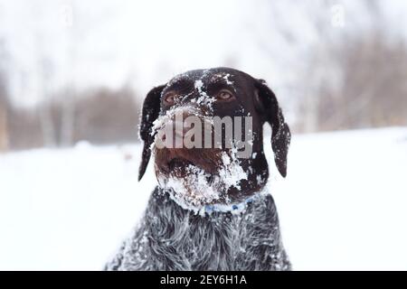 Dog hunting, portrait of a dog in winter in a snowy field. Stock Photo