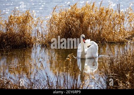A mute swan on a pond Stock Photo