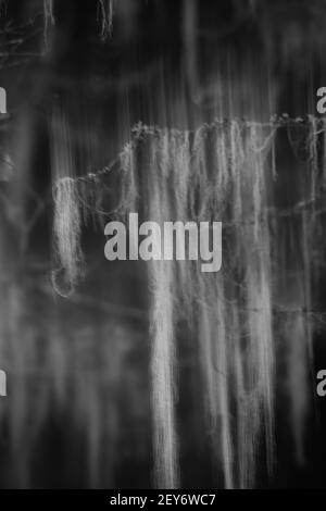 abstract vertical image of tree fur hanging or falling from branch with special motion blur effect caused by intentional camera movement up and down Stock Photo