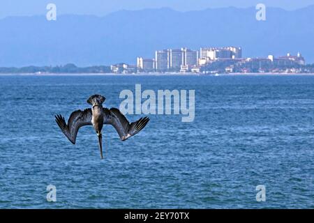 Brown pelican (Pelecanus occidentalis) diving for fish in the Pacific Ocean at Bahía de Banderas, Jalisco, Mexico Stock Photo