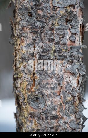 close up of tree bark rough textured surface vertical format rugged bark of tree protection grey rust and black bark peeling off of tree trunk winter Stock Photo