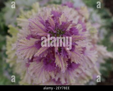 View of pretty ornamental cabbage from above showing pink and cream foliage Stock Photo