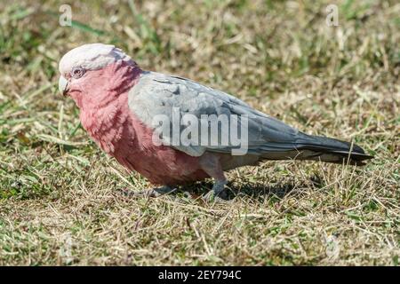 galah, Eolophus roseicapilla, single adult feeding while standing on short vegetation, Queensland, Australia Stock Photo