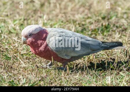 galah, Eolophus roseicapilla, single adult feeding while standing on short vegetation, Queensland, Australia Stock Photo