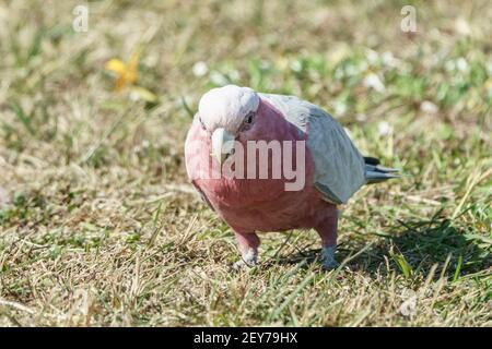 galah, Eolophus roseicapilla, single adult feeding while standing on short vegetation, Queensland, Australia Stock Photo