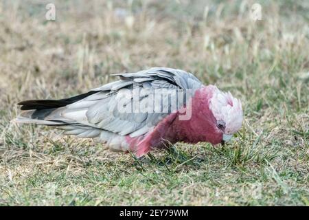 galah, Eolophus roseicapilla, single adult feeding while standing on short vegetation, Queensland, Australia Stock Photo