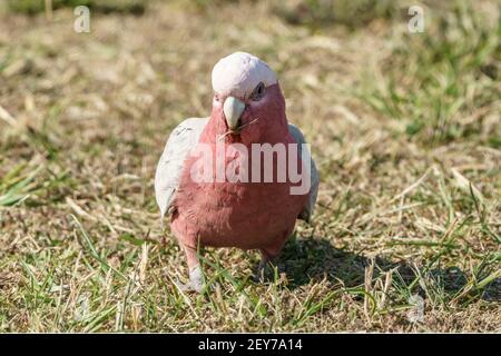 galah, Eolophus roseicapilla, single adult feeding while standing on short vegetation, Queensland, Australia Stock Photo