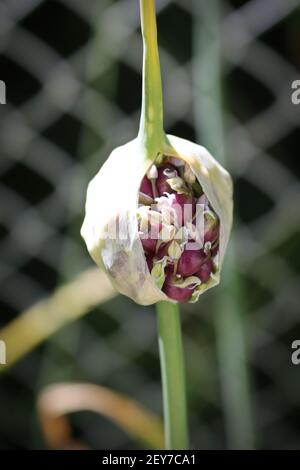 Closeup of a garlic scape flower head Stock Photo
