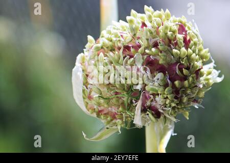 Macro of a garlic scape flower head opening up Stock Photo