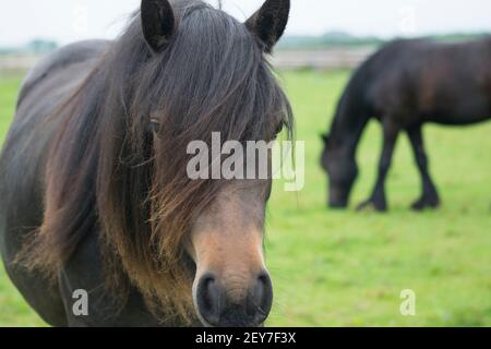 Brown horse with long mane in a field with more horses Stock Photo