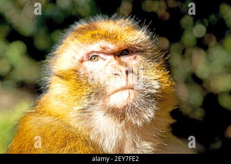 Bush monkey in africa morocco and natural background Stock Photo