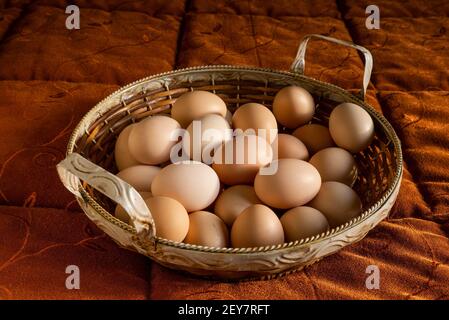 Italy: basket of freshly picked eggs in the chicken coop. Stock Photo
