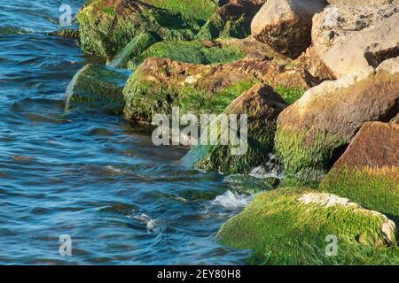 Green algae growing on large beach rocks with blue lake water Stock Photo